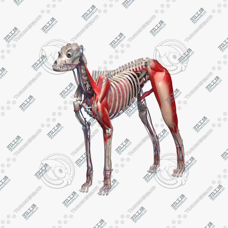 images/goods_img/20210313/Dog Anatomy (Textured)/2.jpg